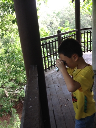 Looking for birds from bird watching hut